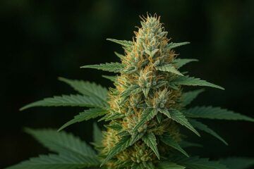 Gold mery auto femi 9402