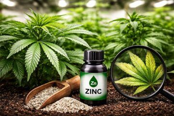 Niedobor cynku rosliny konopi