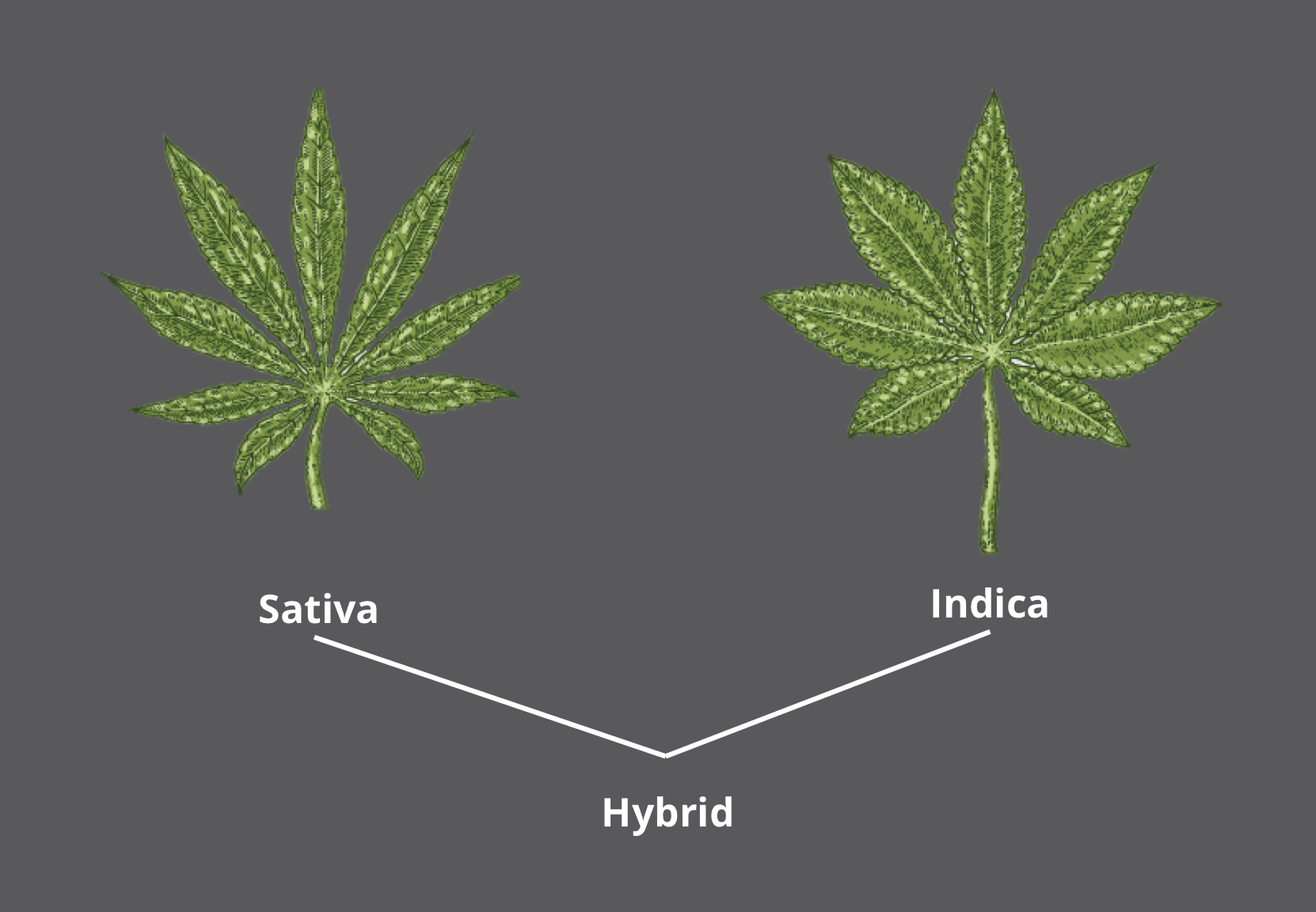 как различить хорошую марихуану